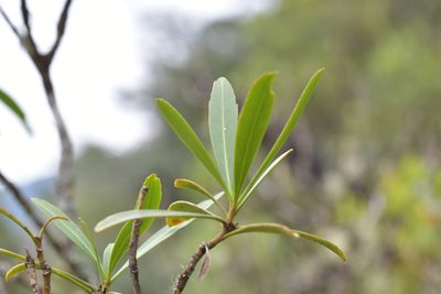 Pseudopanax linearis, photographed by Christopher Stephens