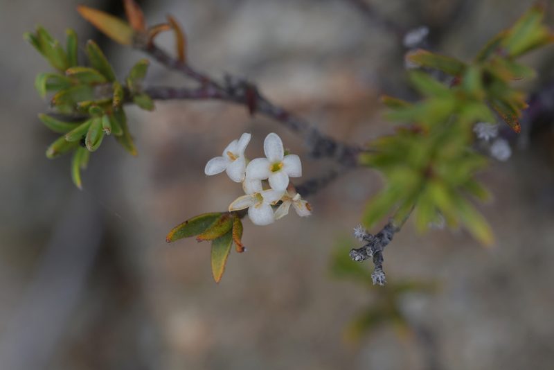 Pimelea suteri, photographed by Christopher Stephens