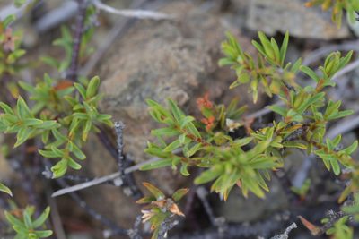 Pimelea suteri, photographed by Christopher Stephens