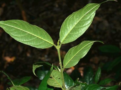 Lasianthus formosensis, photographed by Jacy Chen