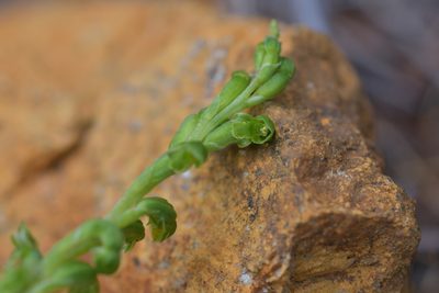 Microtis oligantha, photographed by Christopher Stephens
