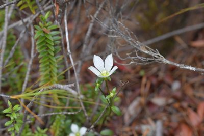 Gentianella stellata, photographed by Christopher Stephens
