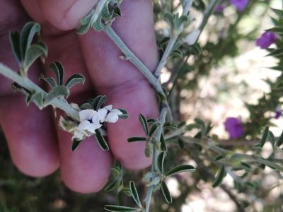 Psoralea candicans, photographed by sharndreheuvel