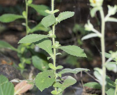Blumea belangeriana, photographed by S.MORE