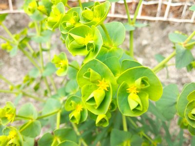Euphorbia segetalis, photographed by Ben Costamagna
