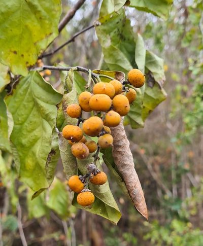 Bunchosia palmeri, photographed by Lyrae