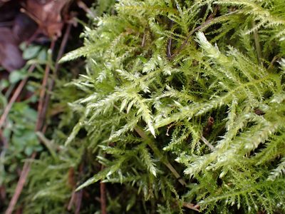 Cirriphyllum piliferum, photographed by Jerry Lanfear
