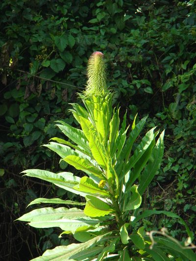 Lobelia giberroa, photographed by Jean-Paul Boerekamps