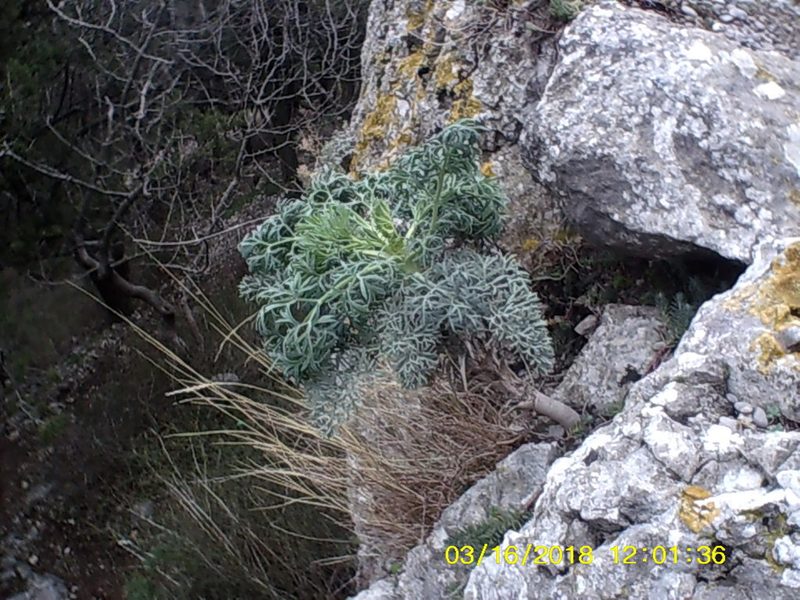 Seseli gummiferum, photographed by Михаил Орлов