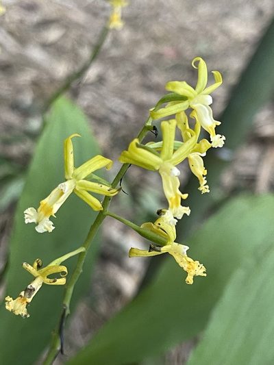 Calanthe obcordata, photographed by chiachiwu