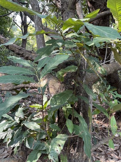 Castanopsis fissa, photographed by Yj