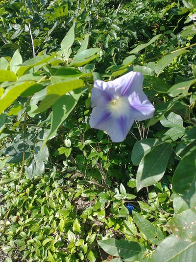 Ipomoea clavata, photographed by Juan Cruzado Cortés