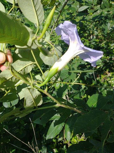 Ipomoea clavata, photographed by Juan Cruzado Cortés