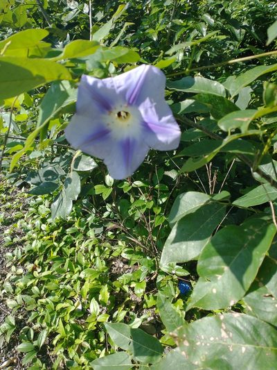 Ipomoea clavata, photographed by Juan Cruzado Cortés
