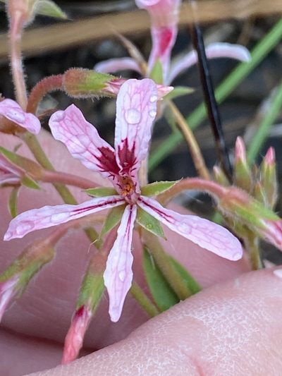 Pelargonium longifolium, photographed by Dave U