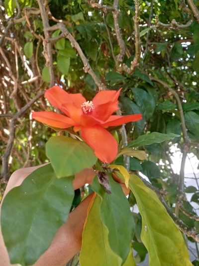 Leuenbergeria bleo, photographed by Mateo Puerta