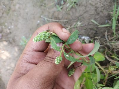 Sphenoclea zeylanica, photographed by S.MORE