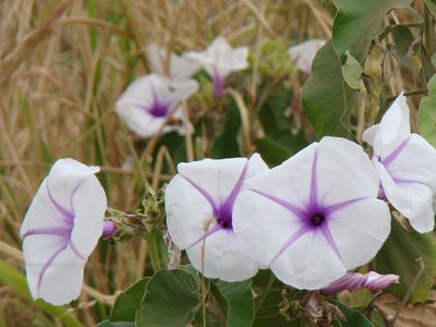 Ipomoea hildebrandtii, photographed by Jean-Paul Boerekamps