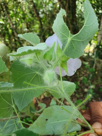 Abutilon leonardii, photographed by Yolanda M. Leon
