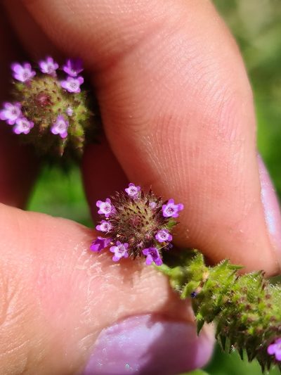 Verbena hispida, photographed by Sol Quipildor