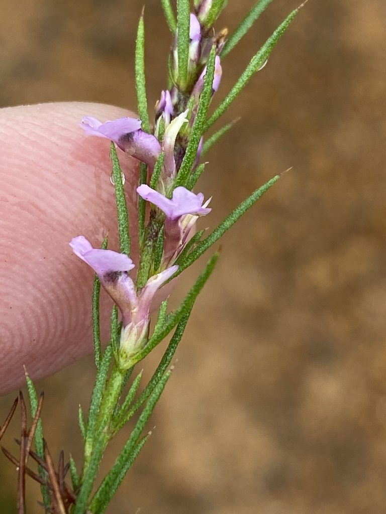 Muraltia hyssopifolia, photographed by Dave U