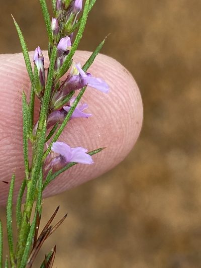 Muraltia hyssopifolia, photographed by Dave U