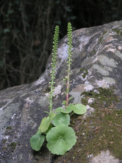 Umbilicus intermedius, photographed by Oleg Kosterin