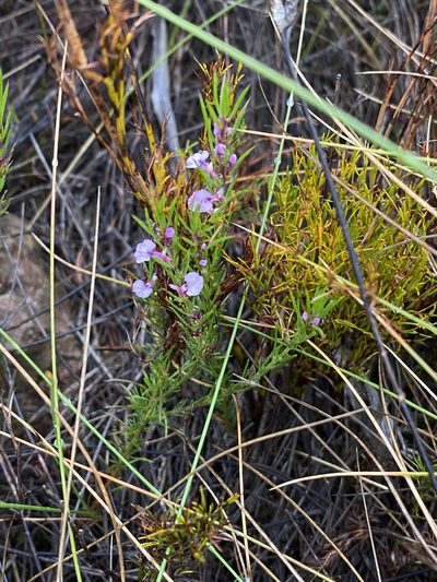 Muraltia hyssopifolia, photographed by Dave U