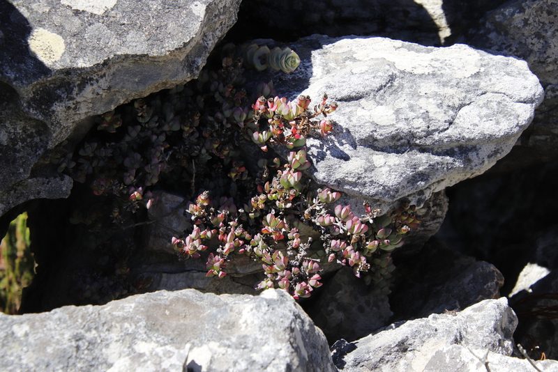 Oscularia caulescens, photographed by Tony Rebelo