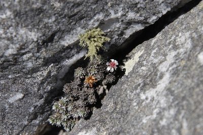 Muscosomorphe aretioides, photographed by Tony Rebelo