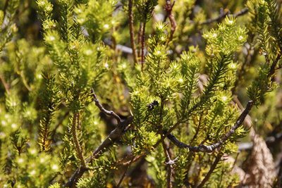 Phylica minutiflora, photographed by Tony Rebelo