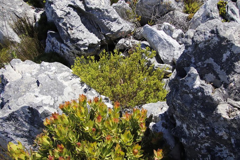 Phylica minutiflora, photographed by Tony Rebelo