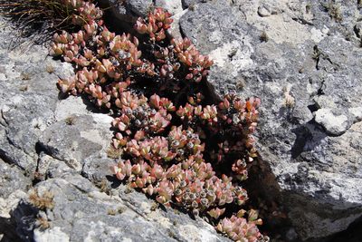 Oscularia caulescens, photographed by Tony Rebelo