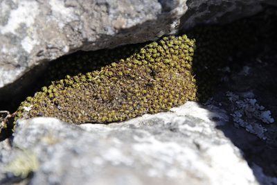 Hypodontium dregei, photographed by Tony Rebelo