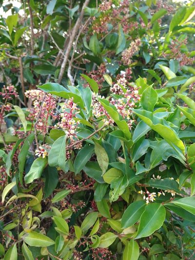 Ardisia compressa, photographed by Jonathan Rodriguez