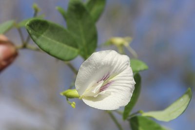 Clitoria mexicana, photographed by Manuel Campos