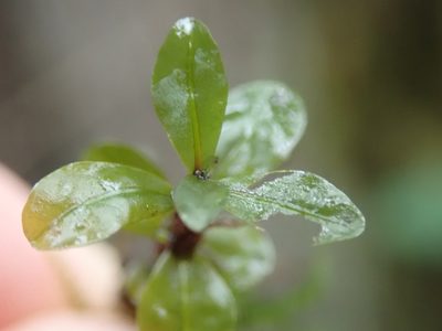 Rhizomnium magnifolium, photographed by Randal