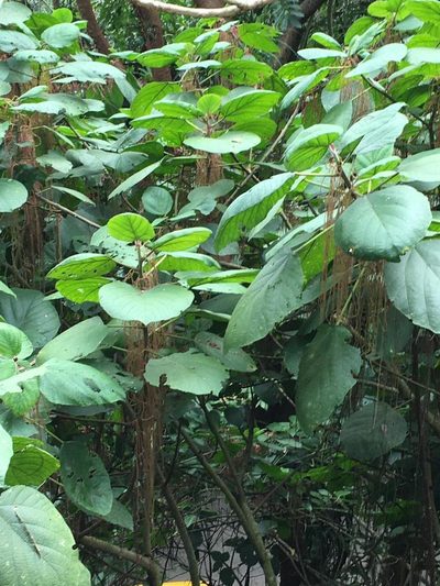 Myriocarpa longipes, photographed by Adriana García Ramírez