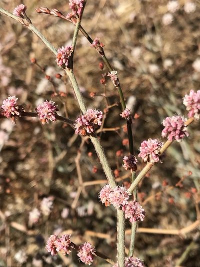Eriogonum roseum, photographed by Emily Chebul