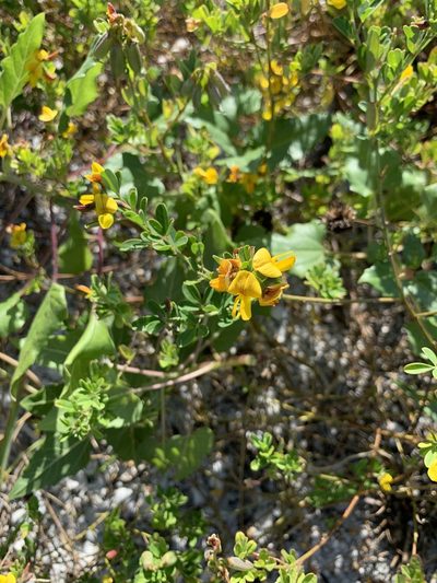 Arachis glabrata, photographed by Claire Herzog
