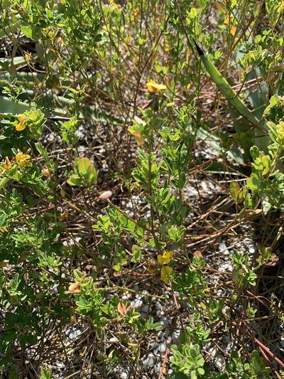 Arachis glabrata, photographed by Claire Herzog