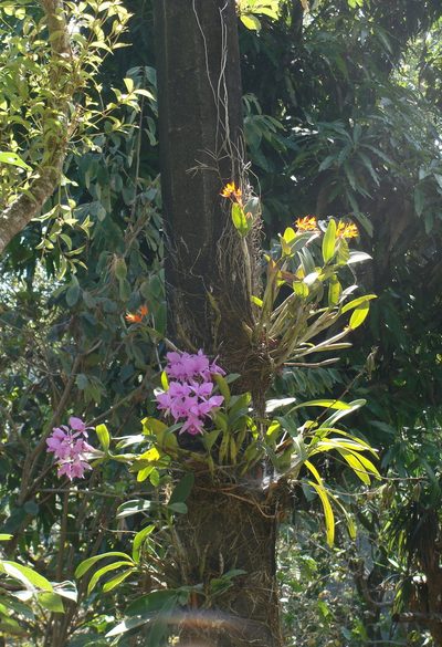 Guarianthe skinneri, photographed by Alexis López Hernández
