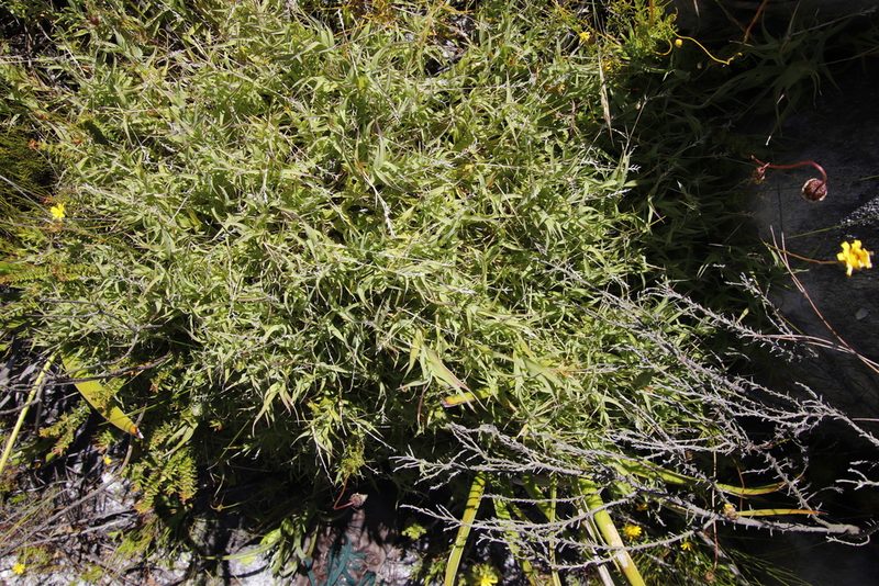 Pseudopentameris brachyphylla, photographed by Tony Rebelo