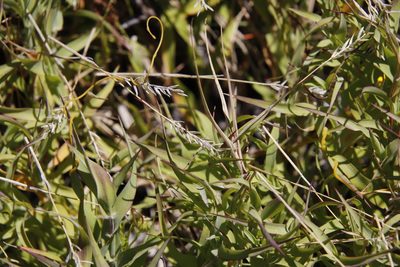 Pseudopentameris brachyphylla, photographed by Tony Rebelo