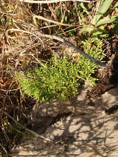 Azorella filamentosa, photographed by María Regina Silva