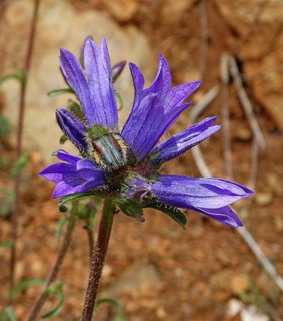 Campanula lingulata, photographed by Kostas Zontanos