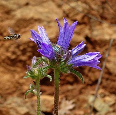 Campanula lingulata, photographed by Kostas Zontanos