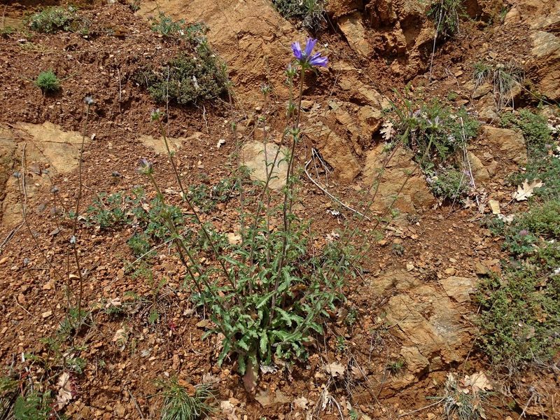 Campanula lingulata, photographed by Kostas Zontanos
