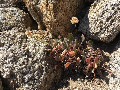 Eriogonum latens, photographed by Martin Purdy