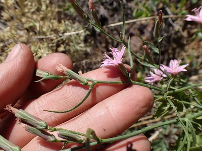Stephanomeria tenuifolia, photographed by Martin Purdy
